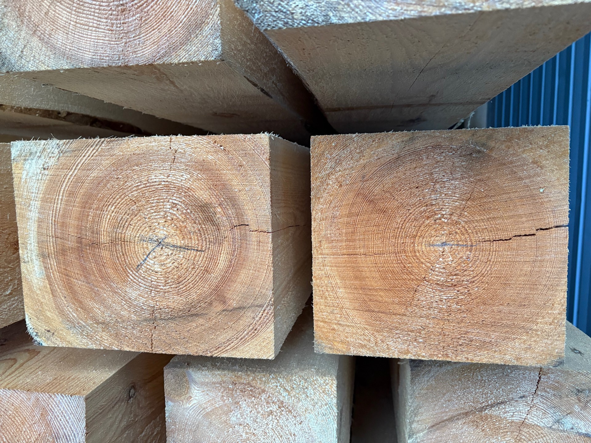 Hirsipelkka kuivumassa taapelissa